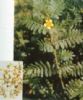 Tribulus Terrestris Extract 